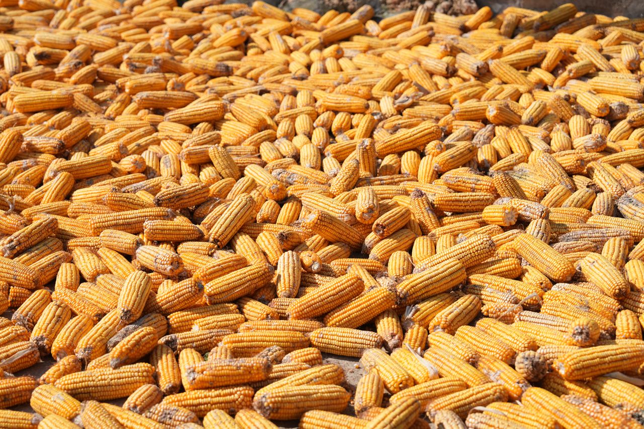 Pile of yellow corn cobs laid out for drying in sunlight outdoors.