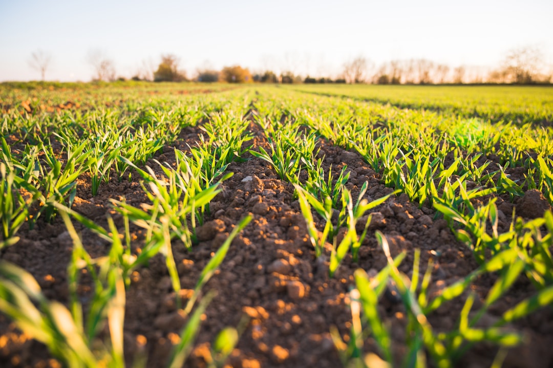 Golden hour and fresh field  - spring time