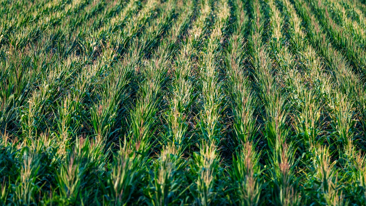 Aerial view of a vibrant cornfield stretching to the horizon, capturing agricultural beauty.